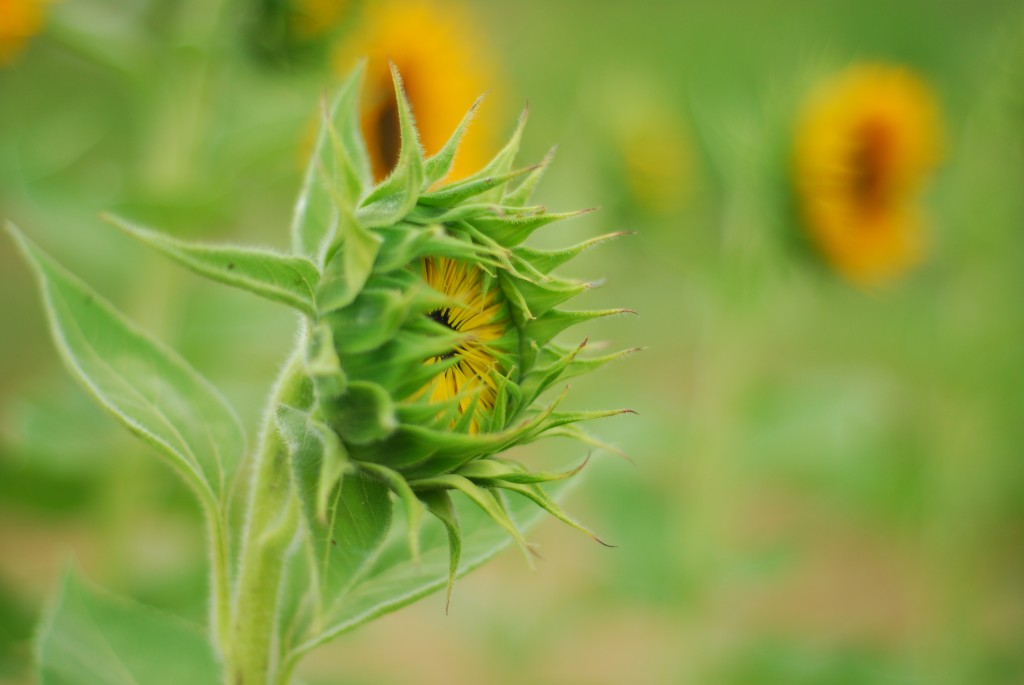 Sunflower. July 2012, Virginia.