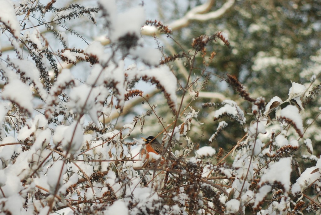 first robin